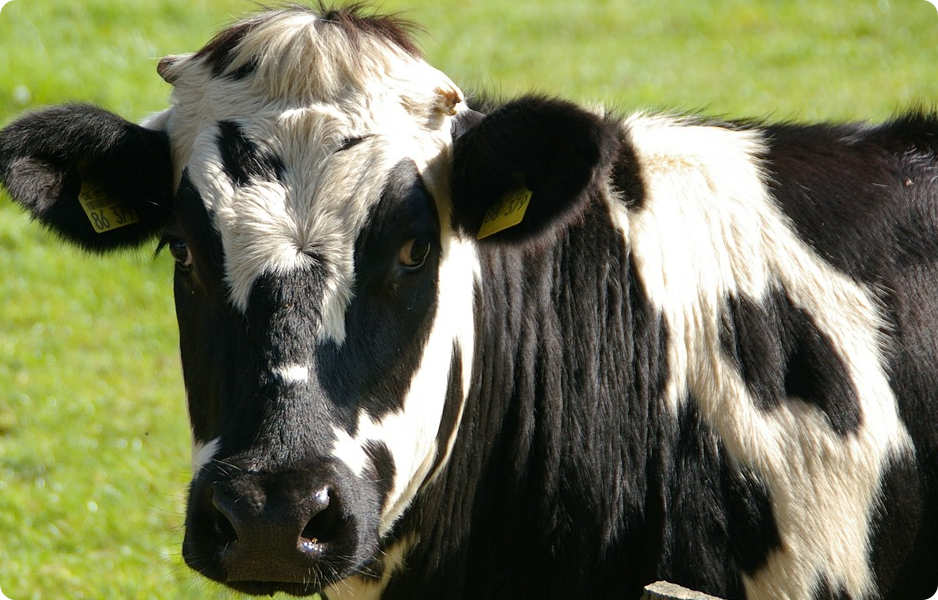 EU musí zastavit krkání a prdění krav